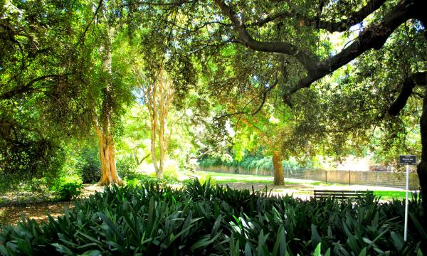 Green Plants