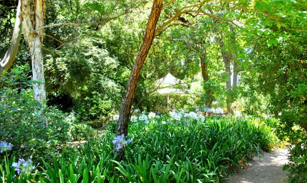 Green Plants