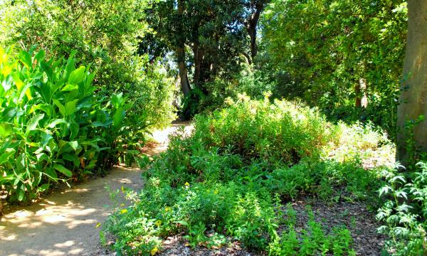 Green Plants