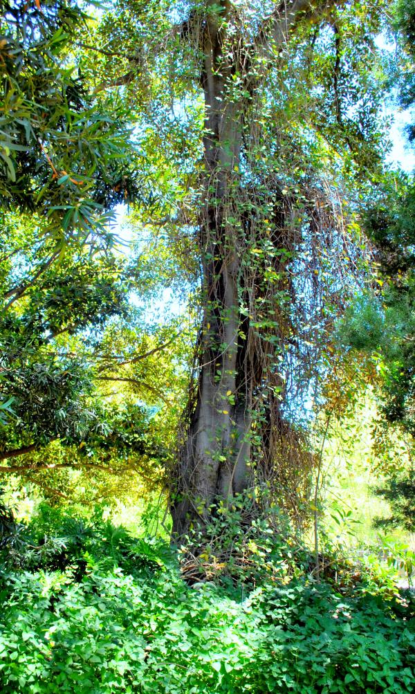 Green Plants
