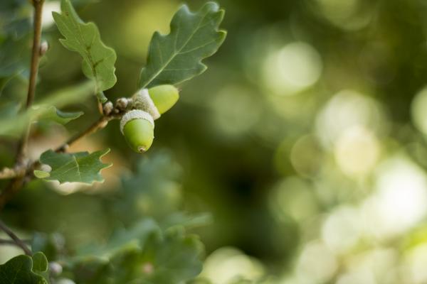 Green Plants