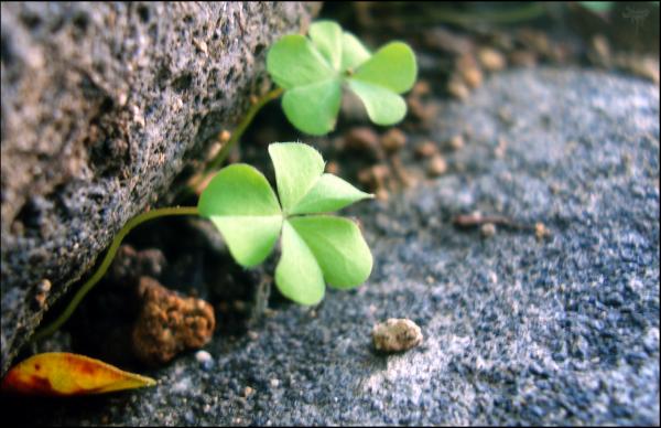 Green Plants