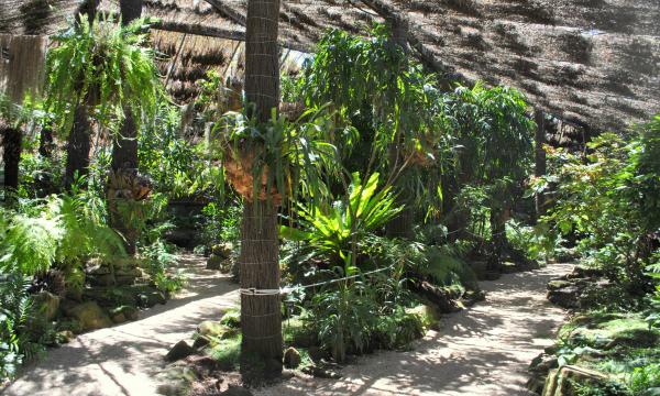 Green Plants and Trees