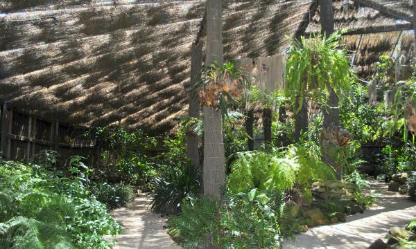 Green Plants and Trees