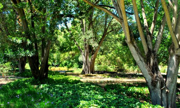 Green Plants and Trees