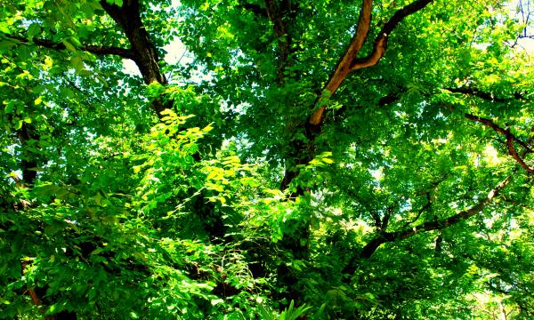 Green Plants and Trees