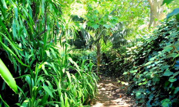 Green Plants and Trees