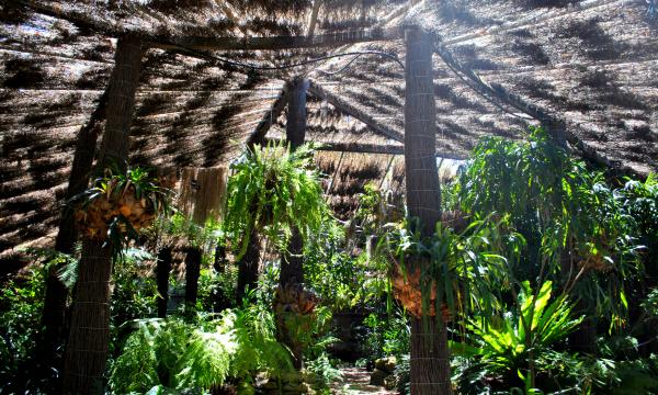 Green Plants and Trees