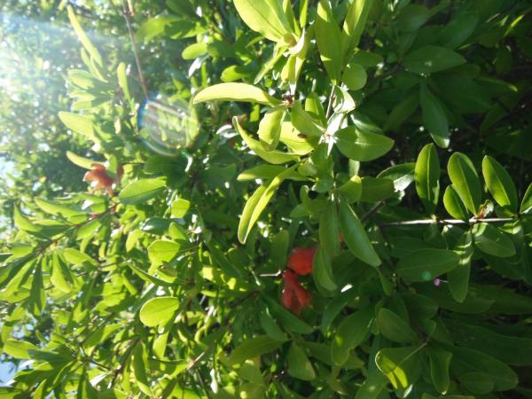 Green plants, bright plant, nature photo
