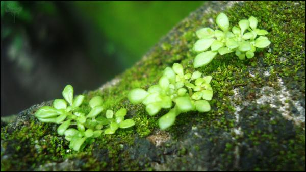 Green plants on wood
