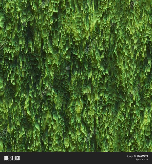 Green Seaweed Texture