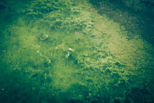 Green Seeweed Texture