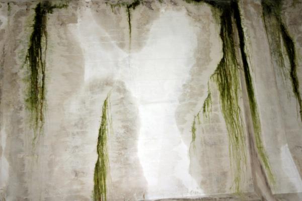 Green slimy concrete wall
