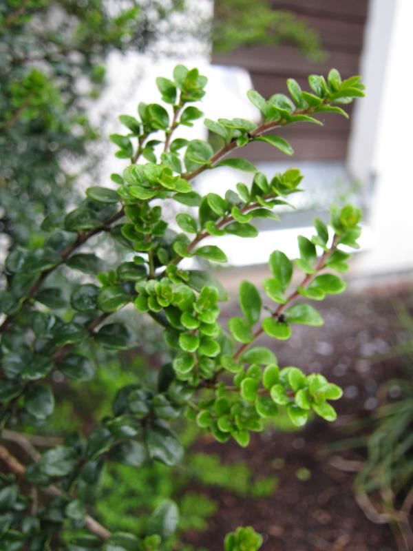 Green small leaves