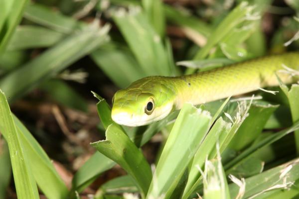Green Snake