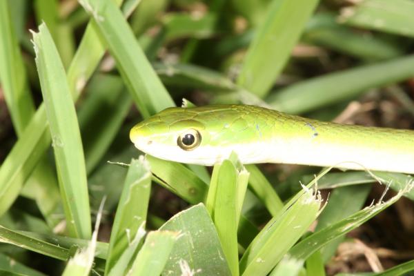 Green Snake