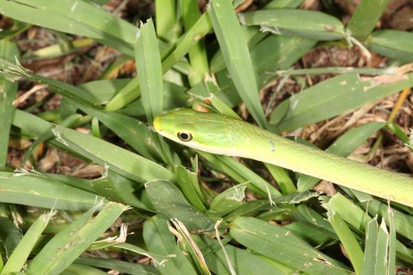 Green Snake
