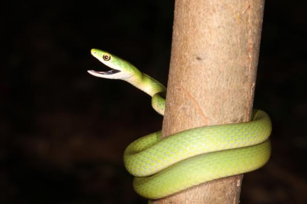 Green Snake