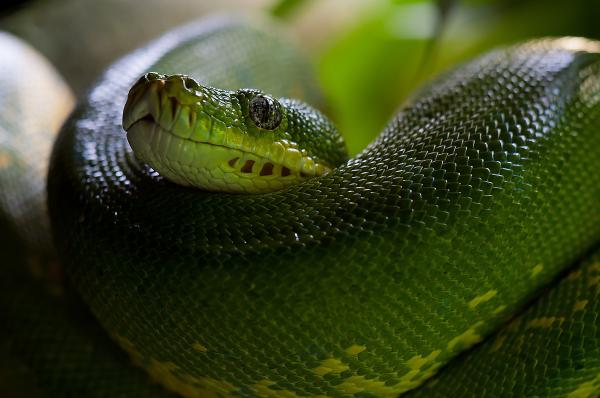 Green Snake