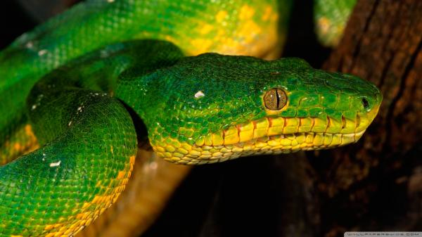 Green Snake