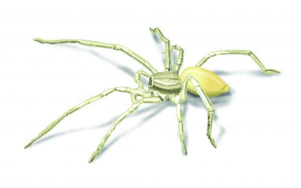 spider