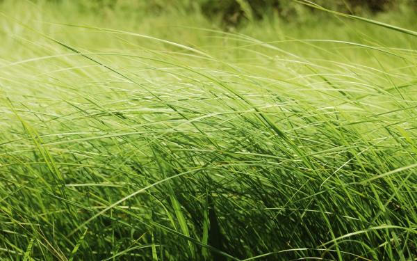 Green Tall Grass