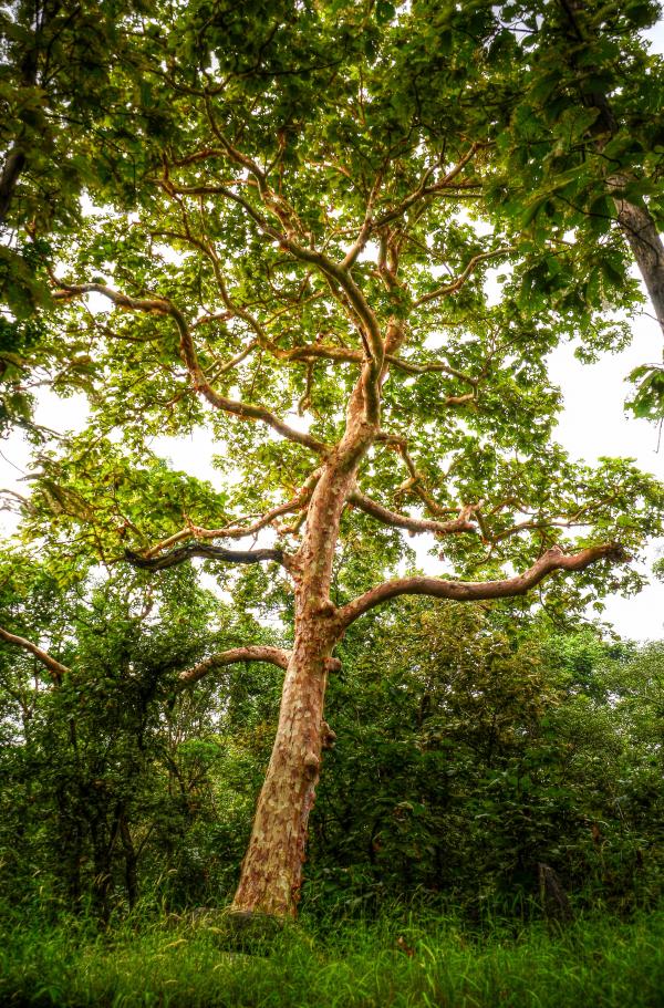 Green Tall Tree