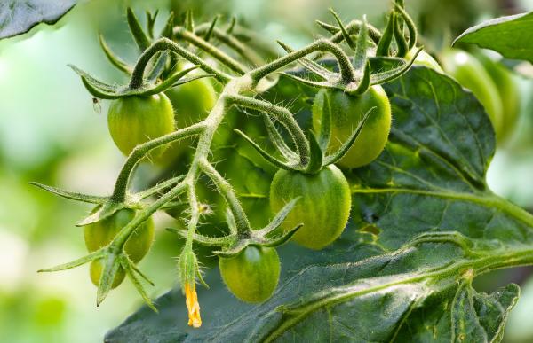Green Tomatoes