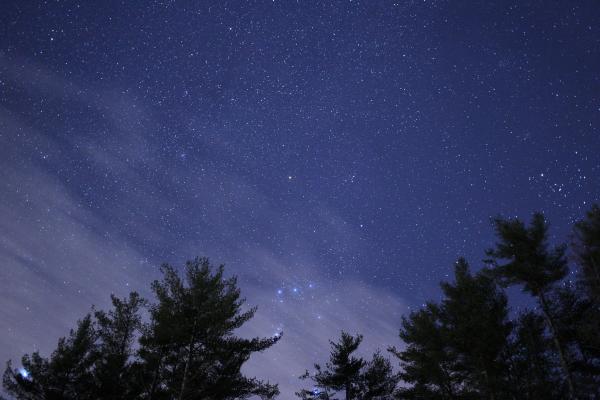 Green Trees during Night Time