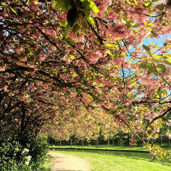 Green Trees With Pink Flowers Near River