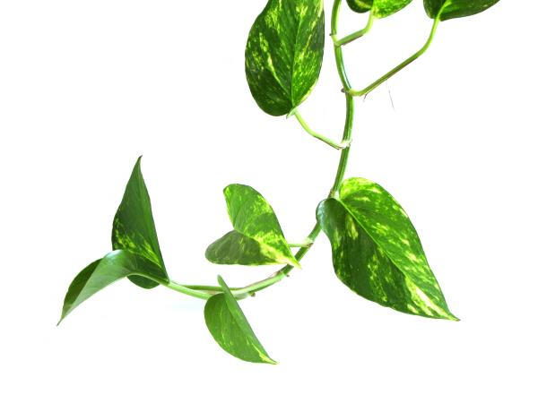 Vine Leaf