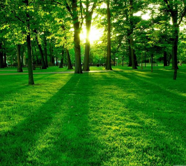 Green Woods