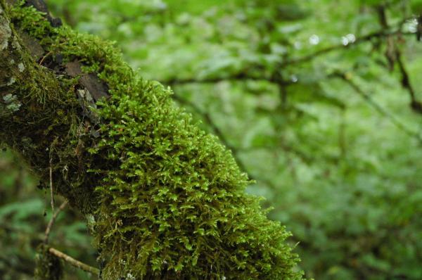 Greenery