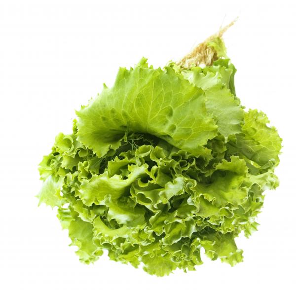 Greens isolated