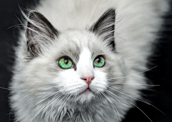 Grey Cat