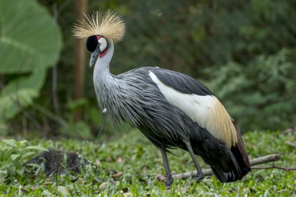 Grey crowned crane
