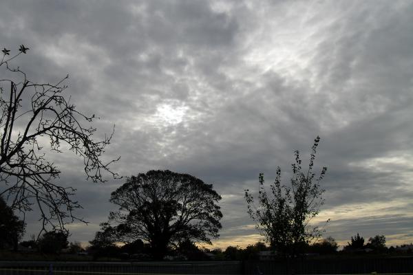 Grey skies above the trees