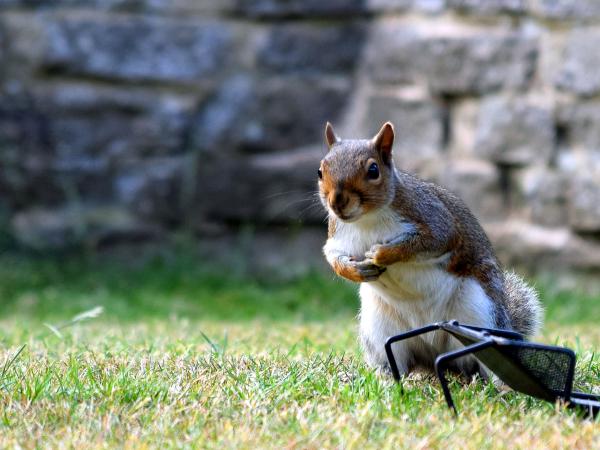 Grey Squirrel