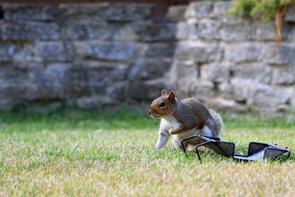 Grey squirrel