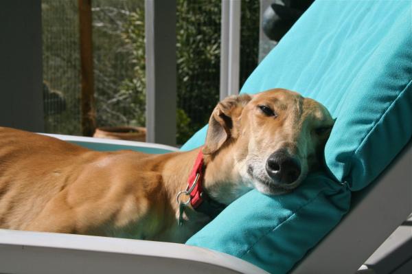 Greyhound rescue