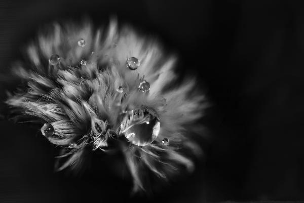 Greyscale Photo of Petaled Flower With Dew Drops