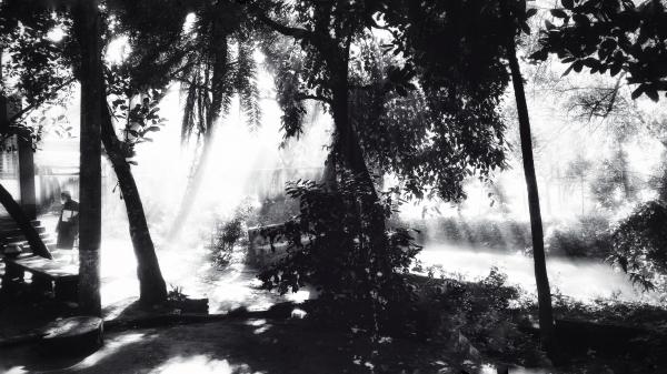 Greyscale Photo Of Trees