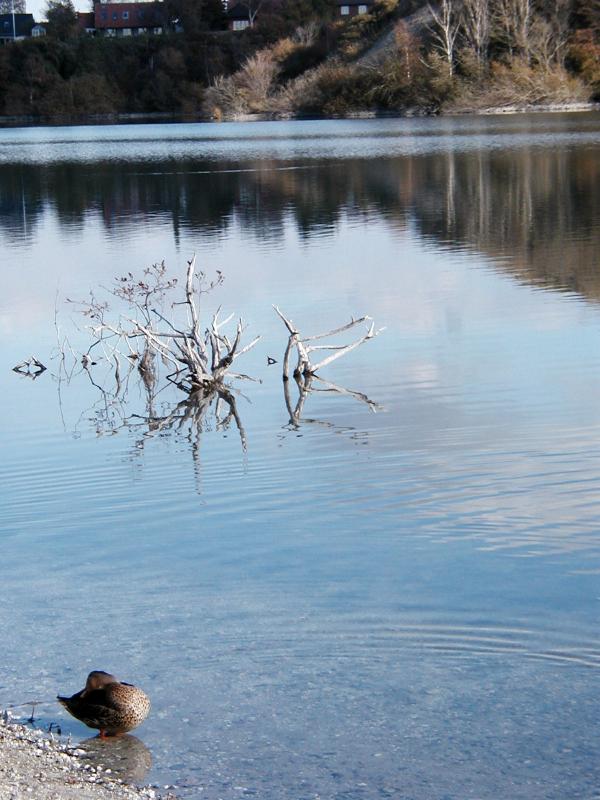 Grooming duck by the lake