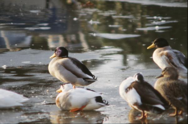 Group of ducks