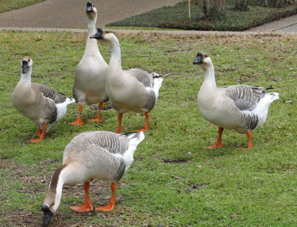 Group of Geese