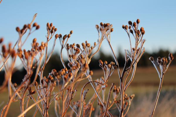 Group of plants