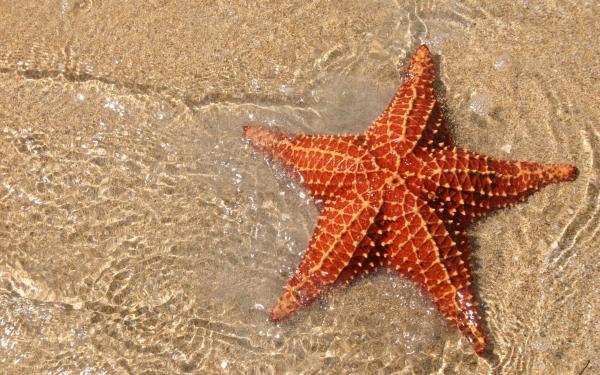 Star Fish