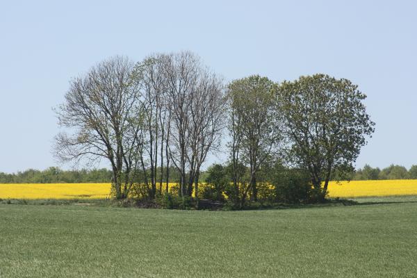 Group of Trees