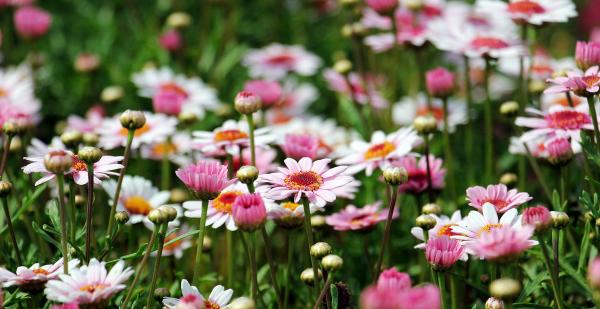 Group of White and Orange Petal Flower