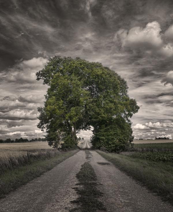 Grove of Trees hd wallpaper